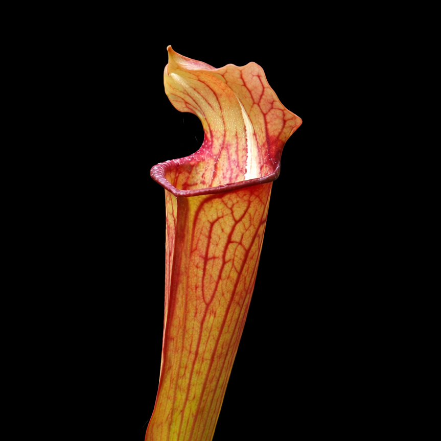 Sarracenia Ahlesii