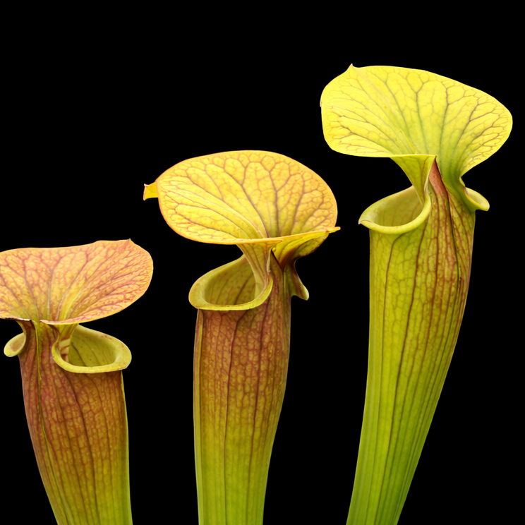 Three carnivorous pitcher plants on a black background Sarracenia Catesaei