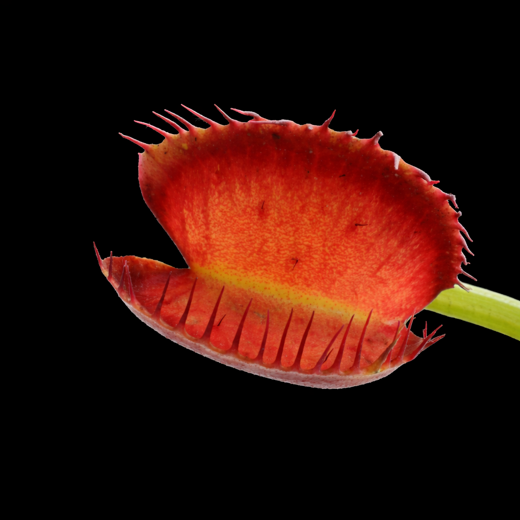Dionaea muscipula 'Booman's Mutant’ (Venus Flytrap)
