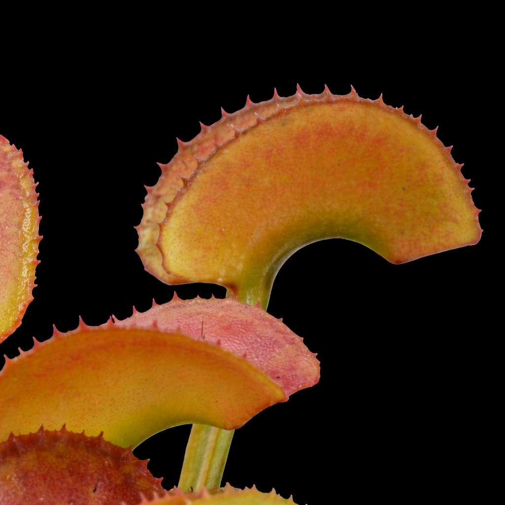 Hypatia Venus FLy Trap Dionaea