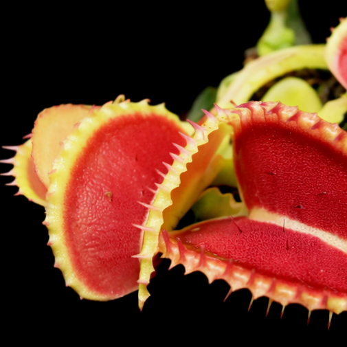 Dionaea muscipula 'Coquillage’ (Venus Flytrap)