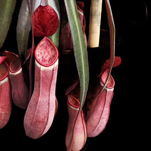 Potted pitcher plant with red and green leaves on a metal grid surface.