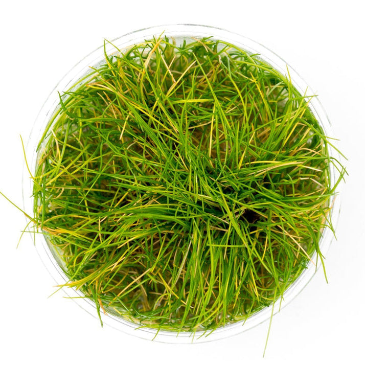 Round piece of green grass on a white background