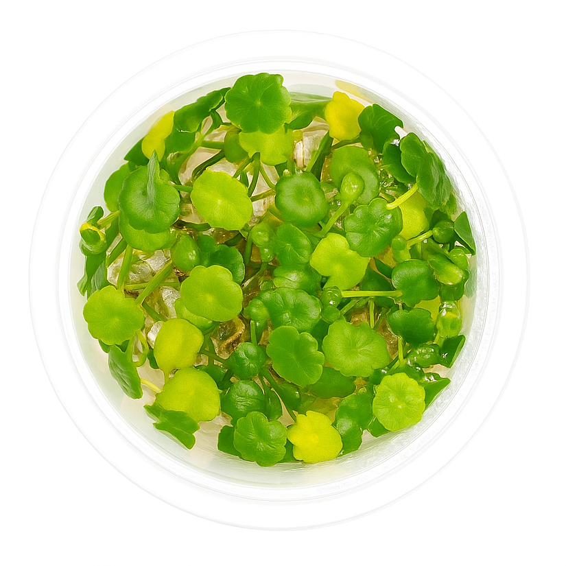 Clear container with green and yellow decorative beads on a white background