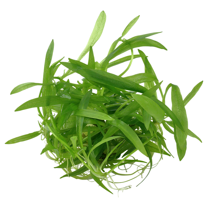 Helanthium bolivianum 'quadricostatus' - Chain sword (formerly Echinodorus quadricostatus)
