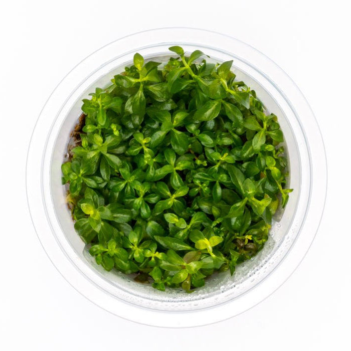 Green plant in a transparent container on a white background