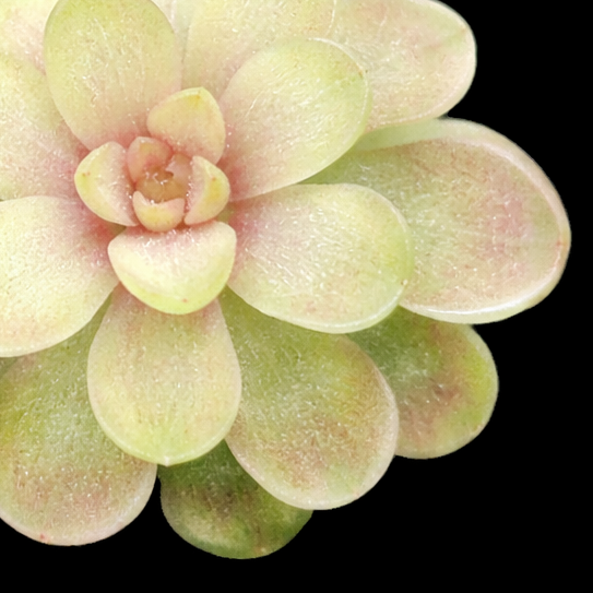 Light green succulent plant on a black background