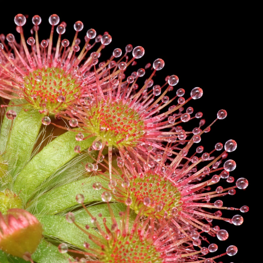 A Practical Guide to Growing Drosera (Sundews)