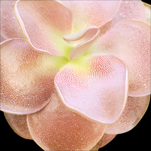 Pinguicula Sethos x Fraser (Butterwort)