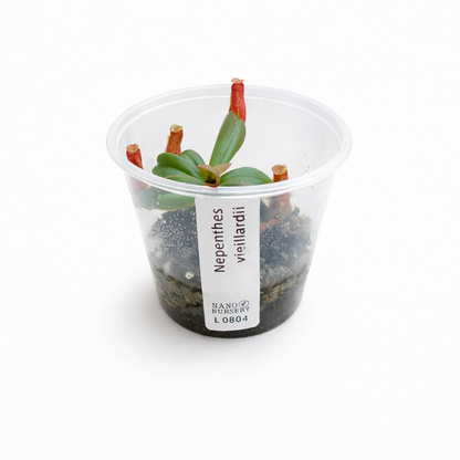 Nepenthes vieillardii