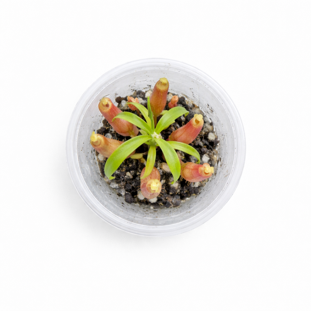 Nepenthes mirabilis red sumatra