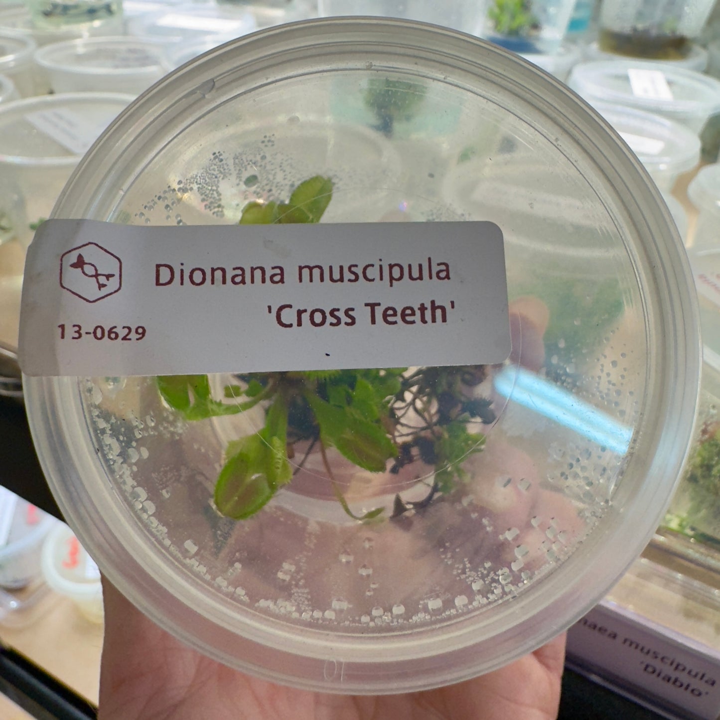 Dionaea muscipula ‘Cross Teeth' (Venus Flytrap)