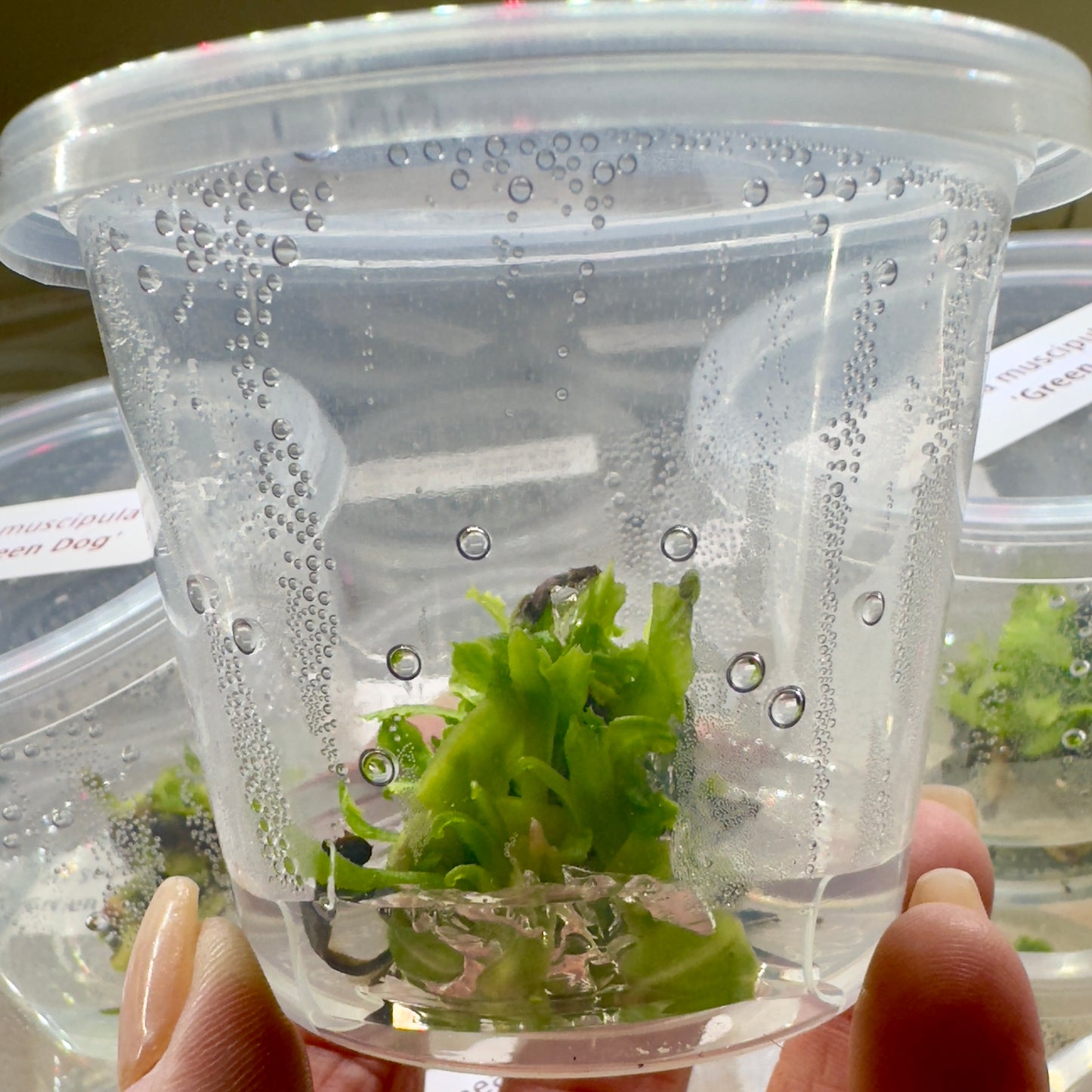 Dionaea muscipula ‘Green Dog' (Venus Flytrap)