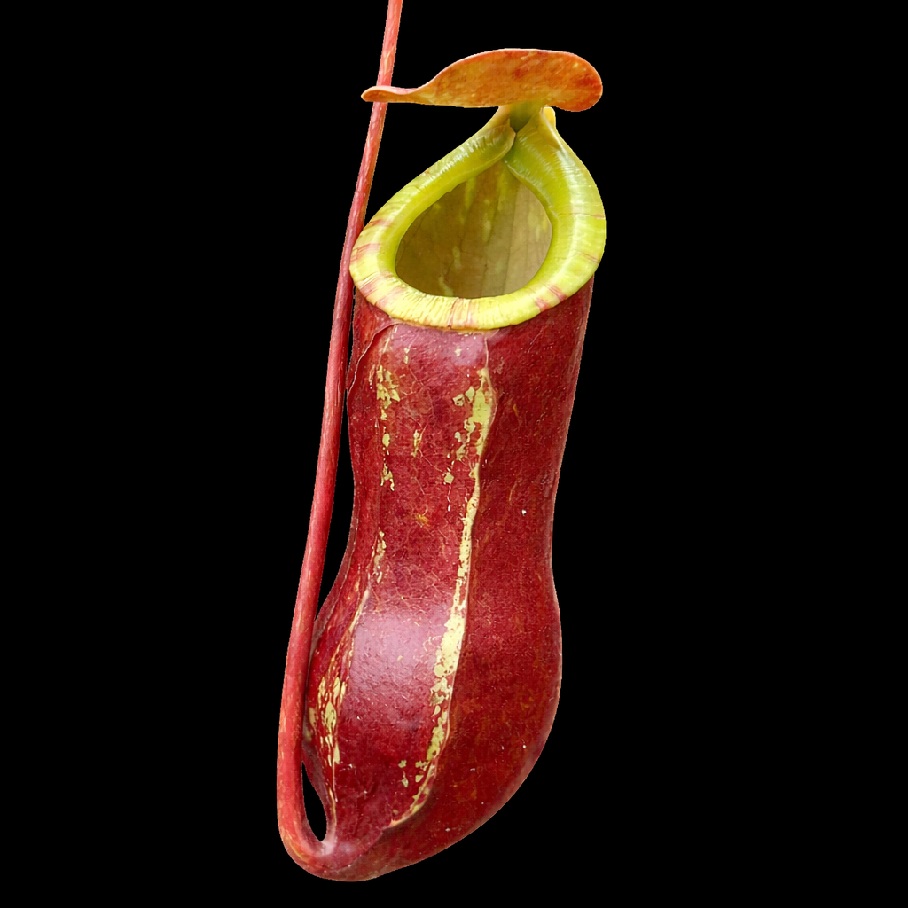 Nepenthes mirabilis red sumatra