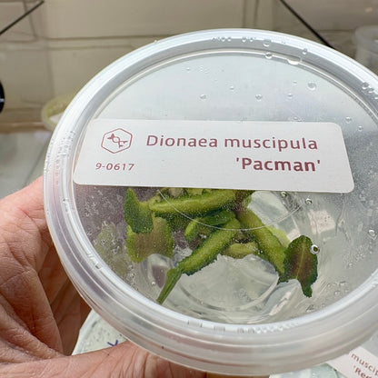 Dionaea muscipula ‘Pacman' (Venus Flytrap)