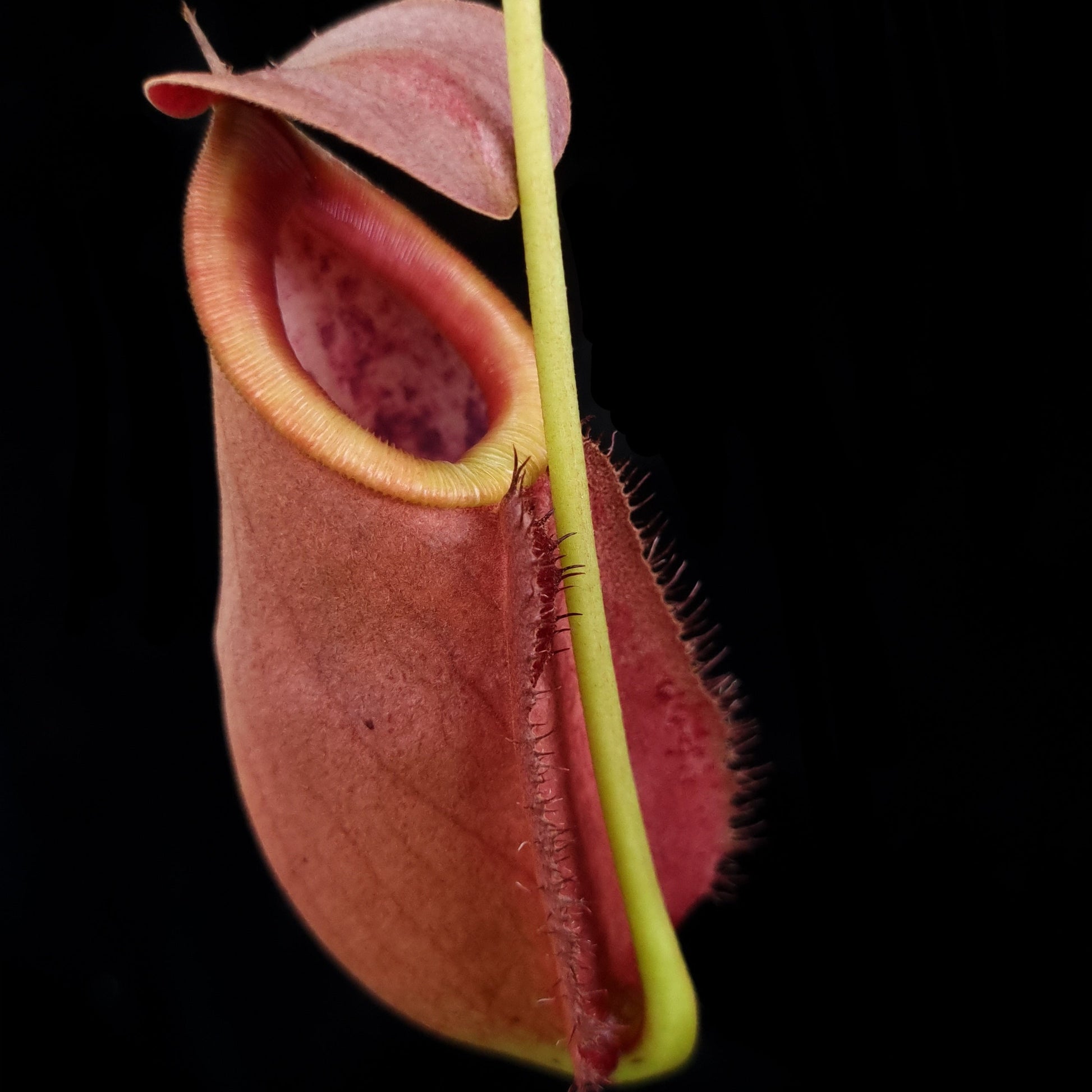 Close-up of a nepenthes rowaniae pitcher plant with a dark background