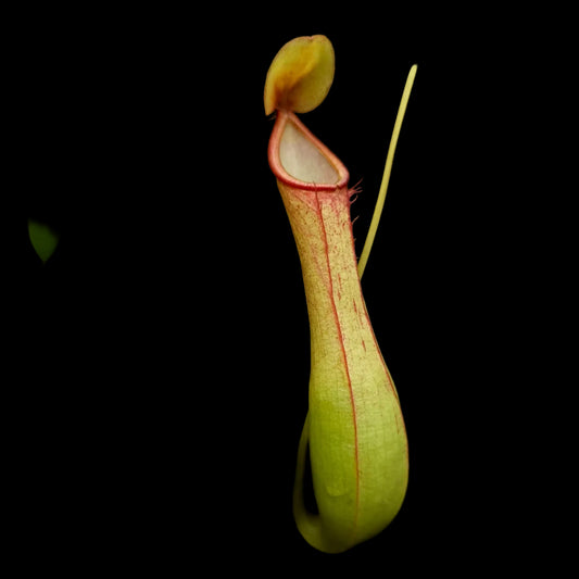 Close-up of a nepenthes alatapitcher plant with green leaves and a dark background