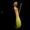 Nepenthes alata