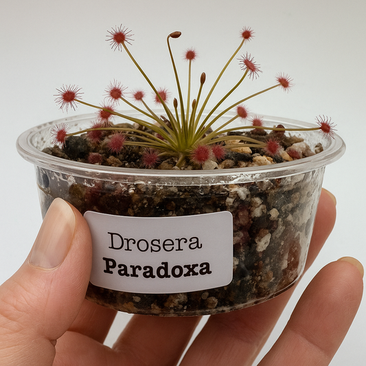 Drosera Paradoxa Sundew (Australia)
