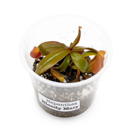 Nepenthes Bloody Mary (Tropical Pitcher Plant)