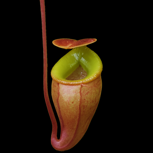 Flava Nepenthes Close-up of a pitcher plant with a white background