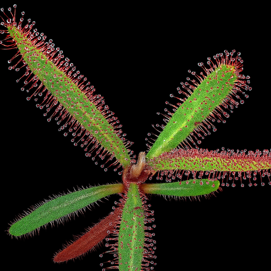 Drosera adelae