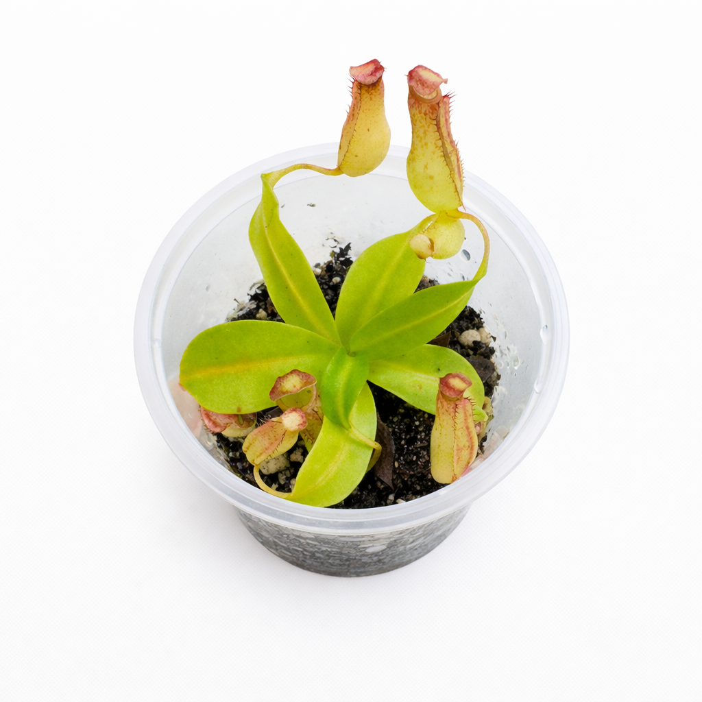 Nepenthes Gentle (fusca × maxima)