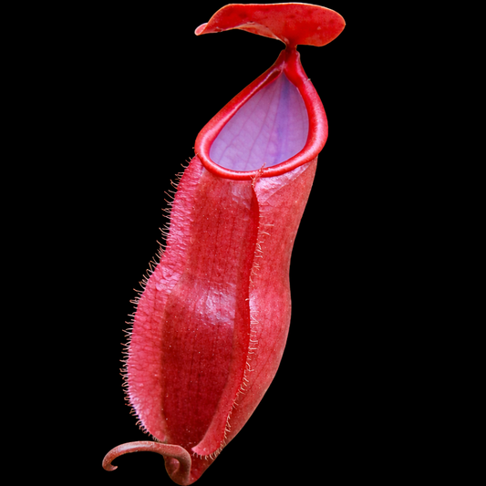 Nepenthes Vieillardii Red pitcher plant on a black background