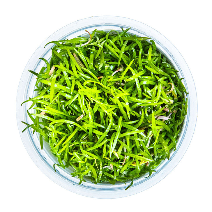 Lilaeopsis brasiliensis (Brazilian Micro Sword)