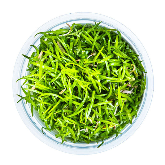 Lilaeopsis brasiliensis (Brazilian Micro Sword)