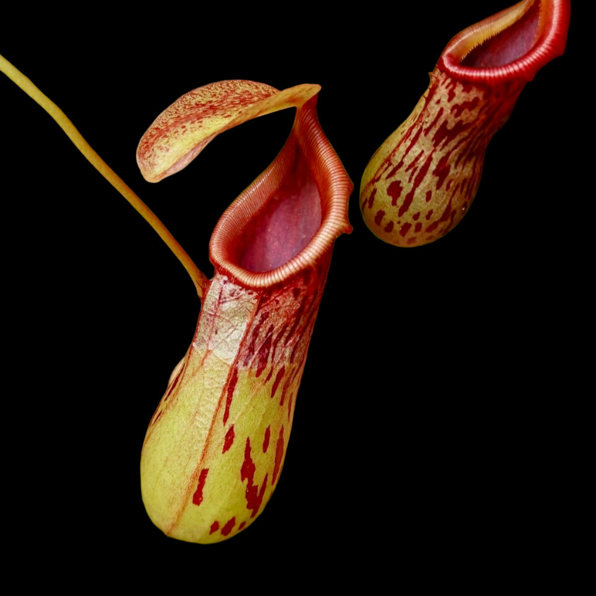 Nepenthes burkei