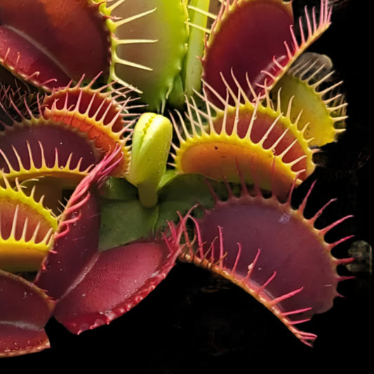 Dionaea muscipula ‘Rheder Giant’ (Venus Flytrap)