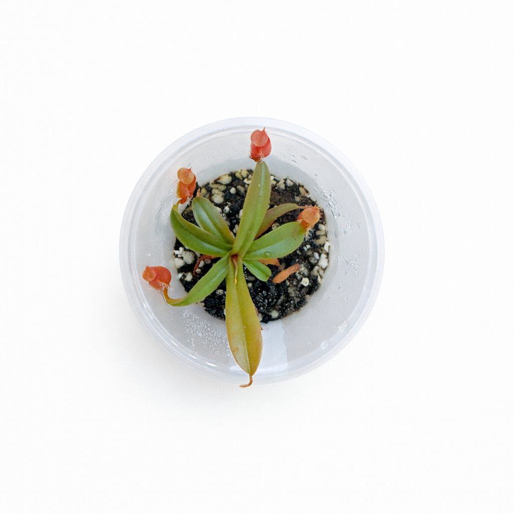 Nepenthes vieillardii