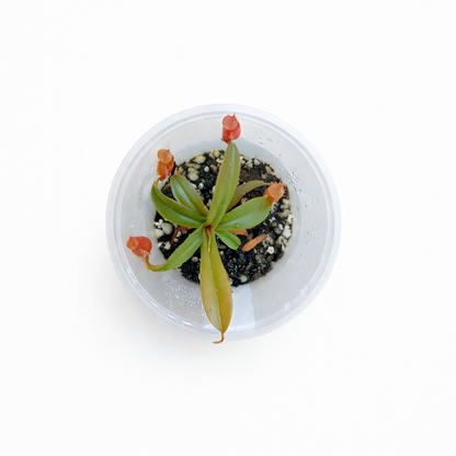 Nepenthes vieillardii