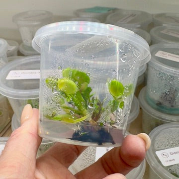 Dionaea muscipula ‘Cross Teeth' (Venus Flytrap)