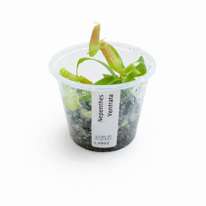 Nepenthes ventrata (ventricosa x alata)