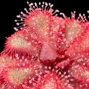 Drosera slackii (Sundew)