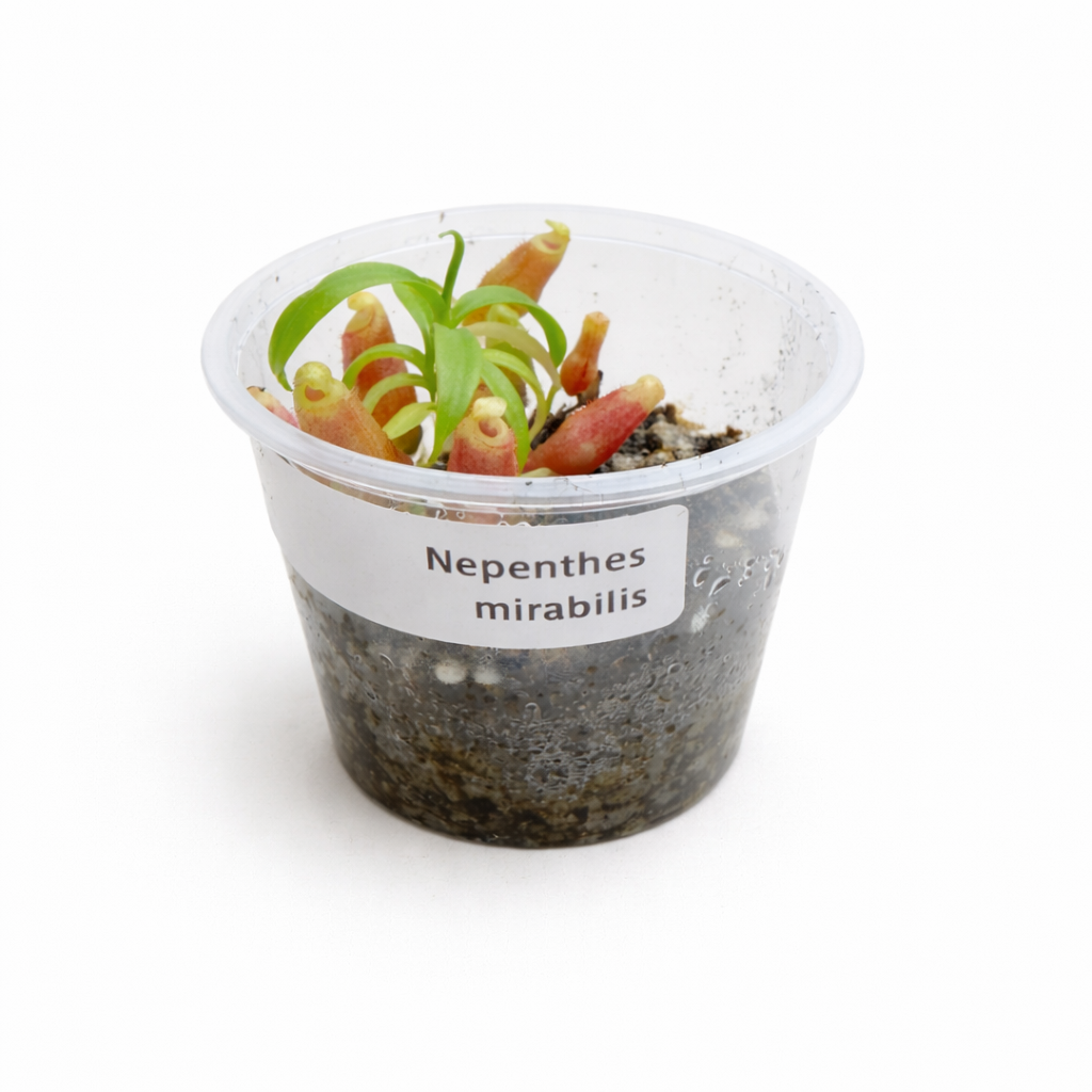 Nepenthes mirabilis red sumatra