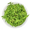 Rotala rotundifolia 'Green'