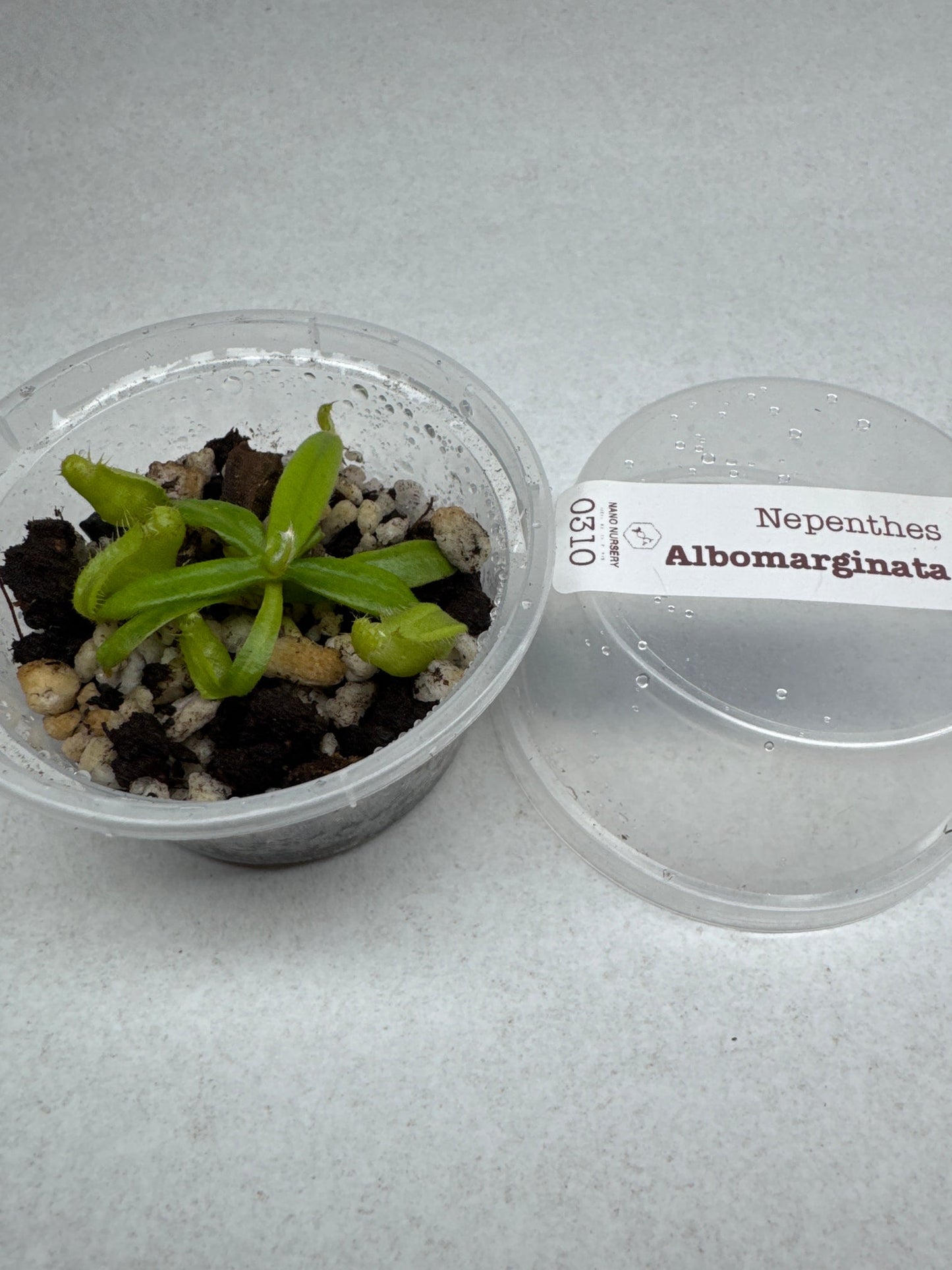 Nepenthes albomarginata (Tropical Pitcher Plant)