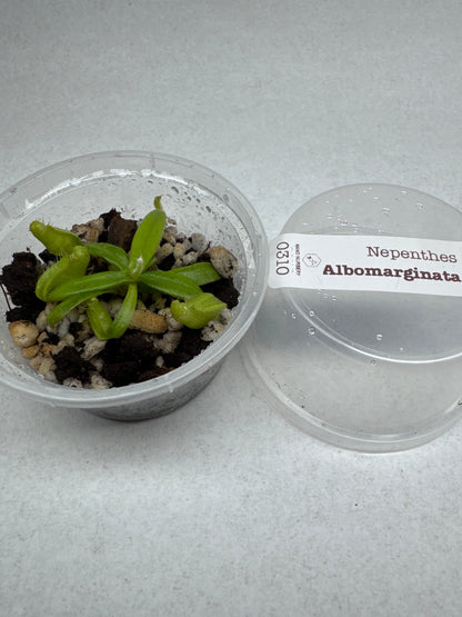 Nepenthes albomarginata (Tropical Pitcher Plant)
