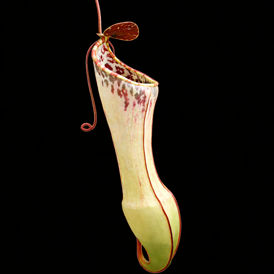 Nepenthes eustachya