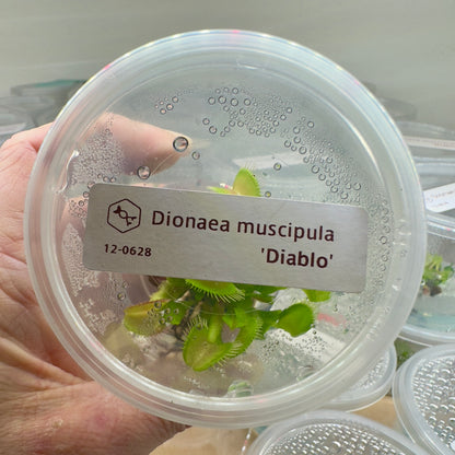 Dionaea muscipula ‘Diablo' (Venus Flytrap)