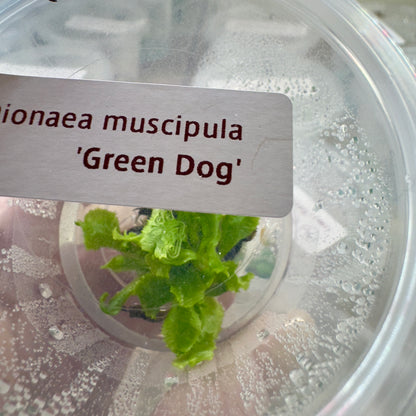 Dionaea muscipula ‘Green Dog' (Venus Flytrap)