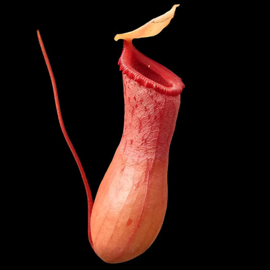 Nepenthes Ventricosa (Tropical Pitcher Plant)