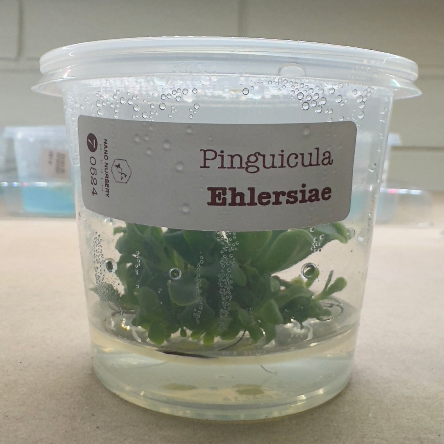 Pinguicula ehlersiae