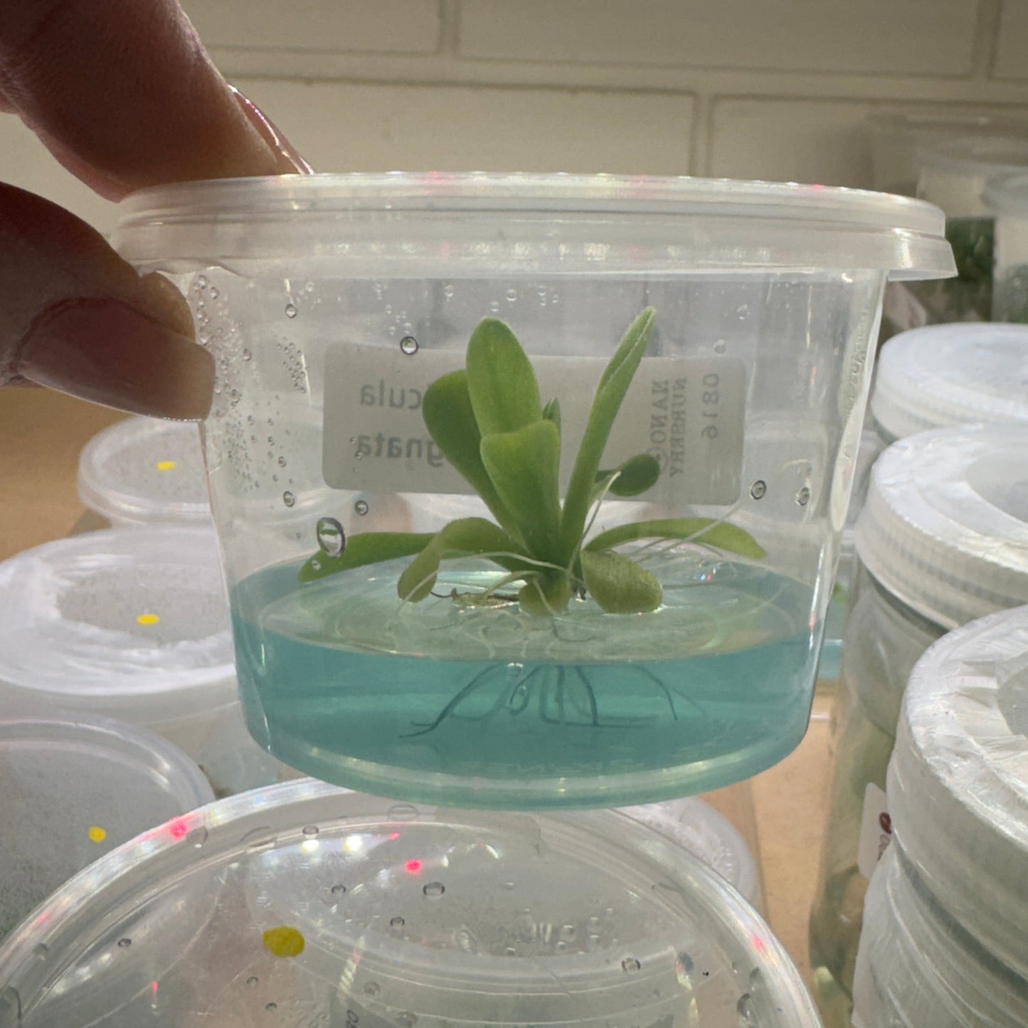 Tissue Culture Pinguicula butterwort agnata Small potted plant in a clear container with a green label, held by a hand against a background of similar container