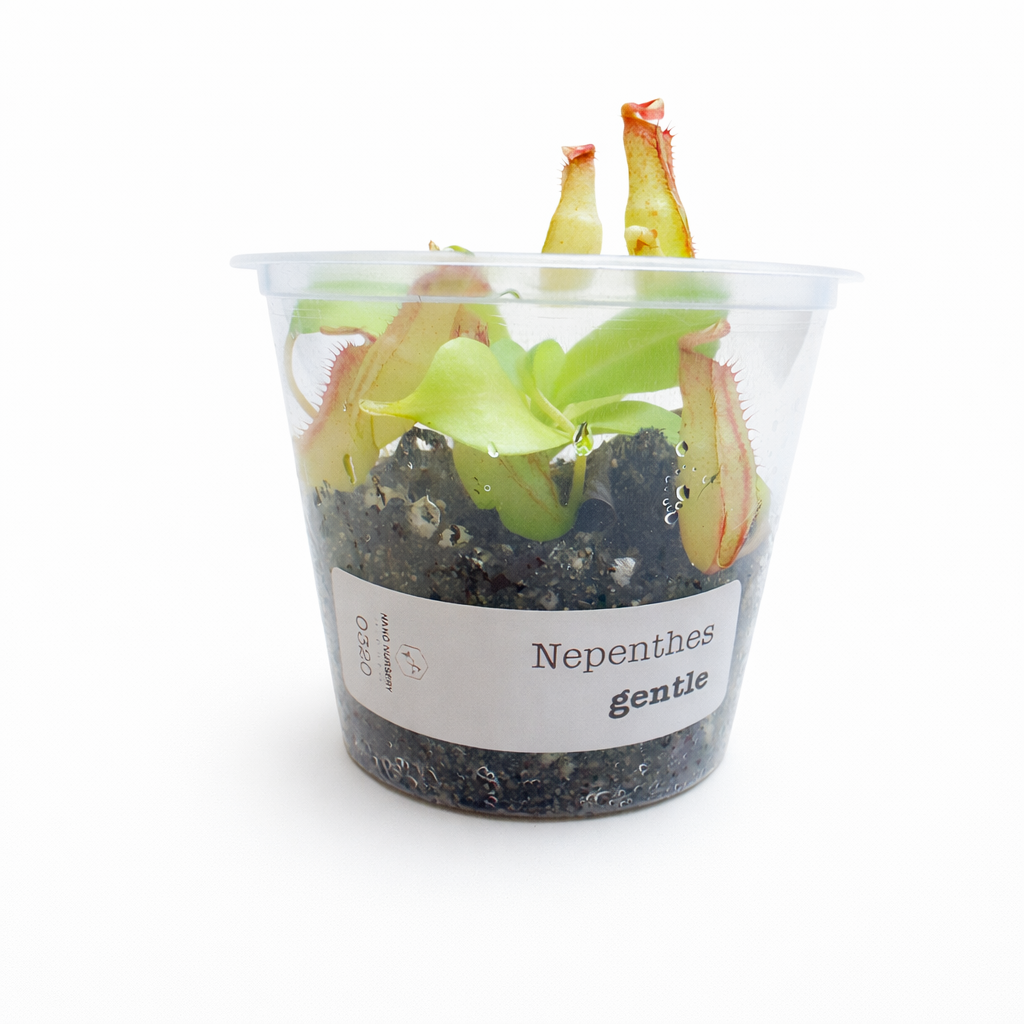 Nepenthes Gentle (fusca × maxima)