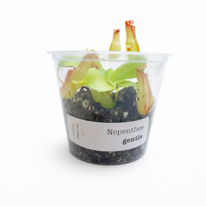 Nepenthes Gentle (fusca × maxima)