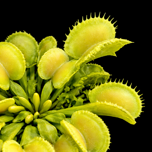 Dionaea muscipula 'Sly Wiki' (Venus Flytrap)